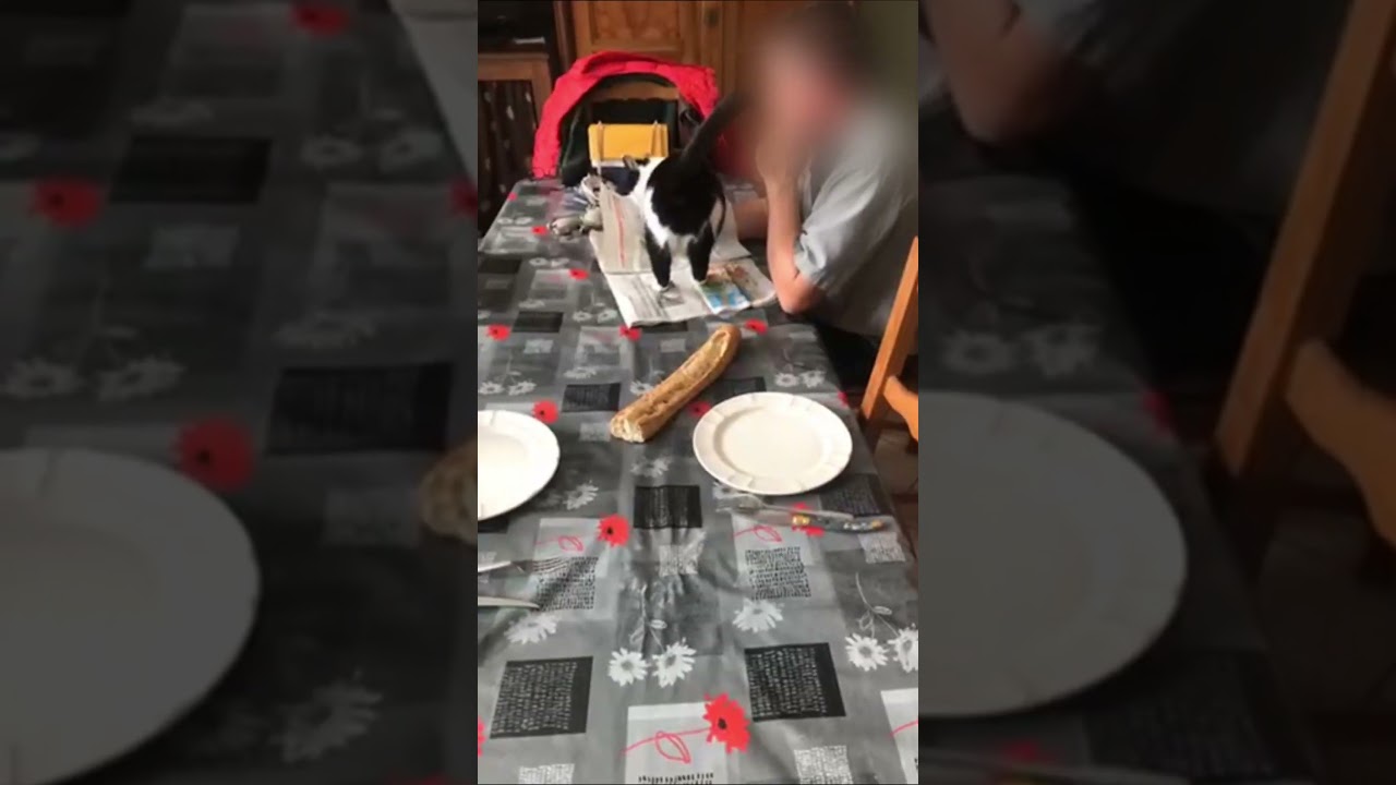 Cat Lying on the Newspaper While his Owner Reads it