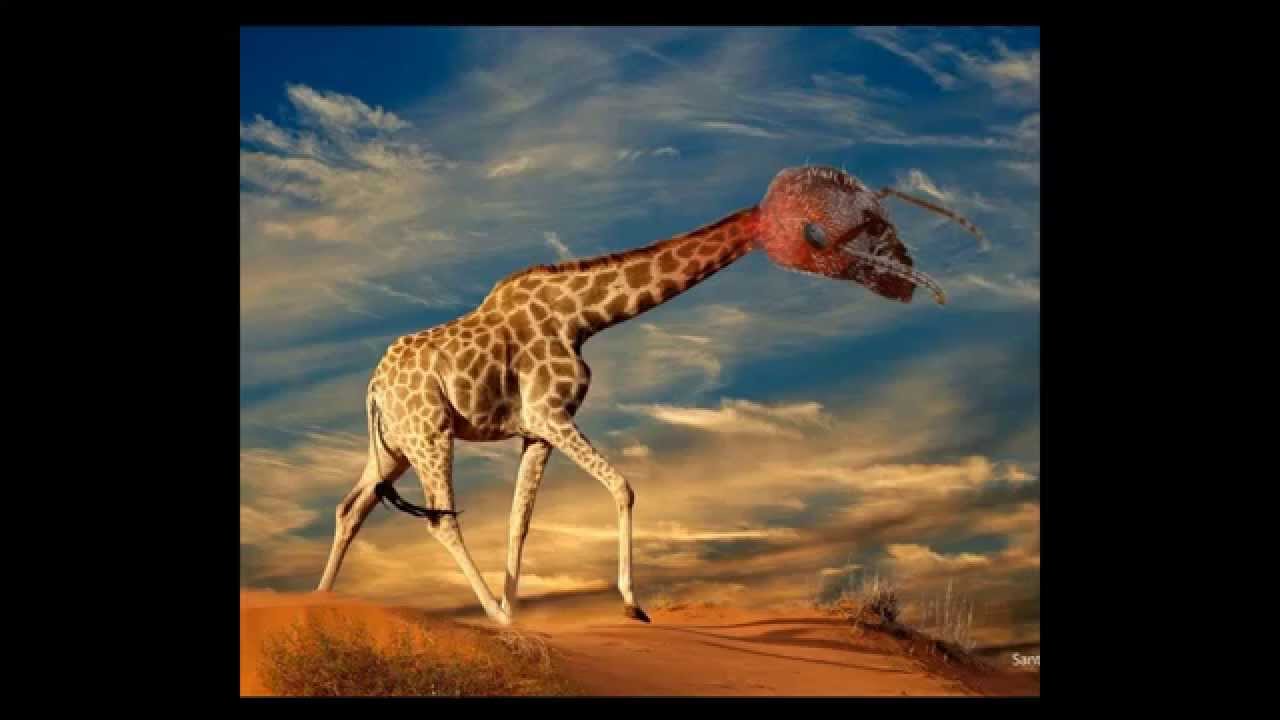 Funny animal hybrids. Только гибриды жывотных.