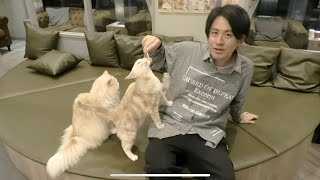 First time at a Cat Cafe in Japan! Vlog