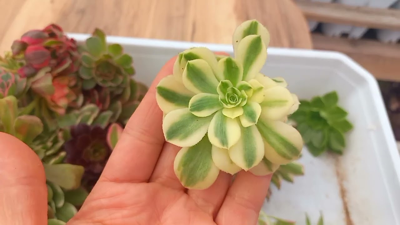 Günaydın sukucanlar çelikler bukadar isteyenler secebilir 😊