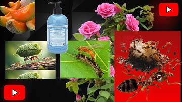 Get Rid of Ants & Aphids for GOOD in your Garden/nature love
