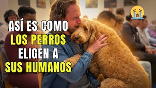 Cuando Los Perros Eligen A Sus Humanos Momentos De Adopción