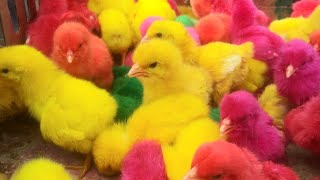 Menangkap ayam lucu,ayam warna warni,ayam rainbow,kelinci,ikan koi,hewan lucu,anak bebek