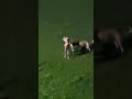 Dog playing