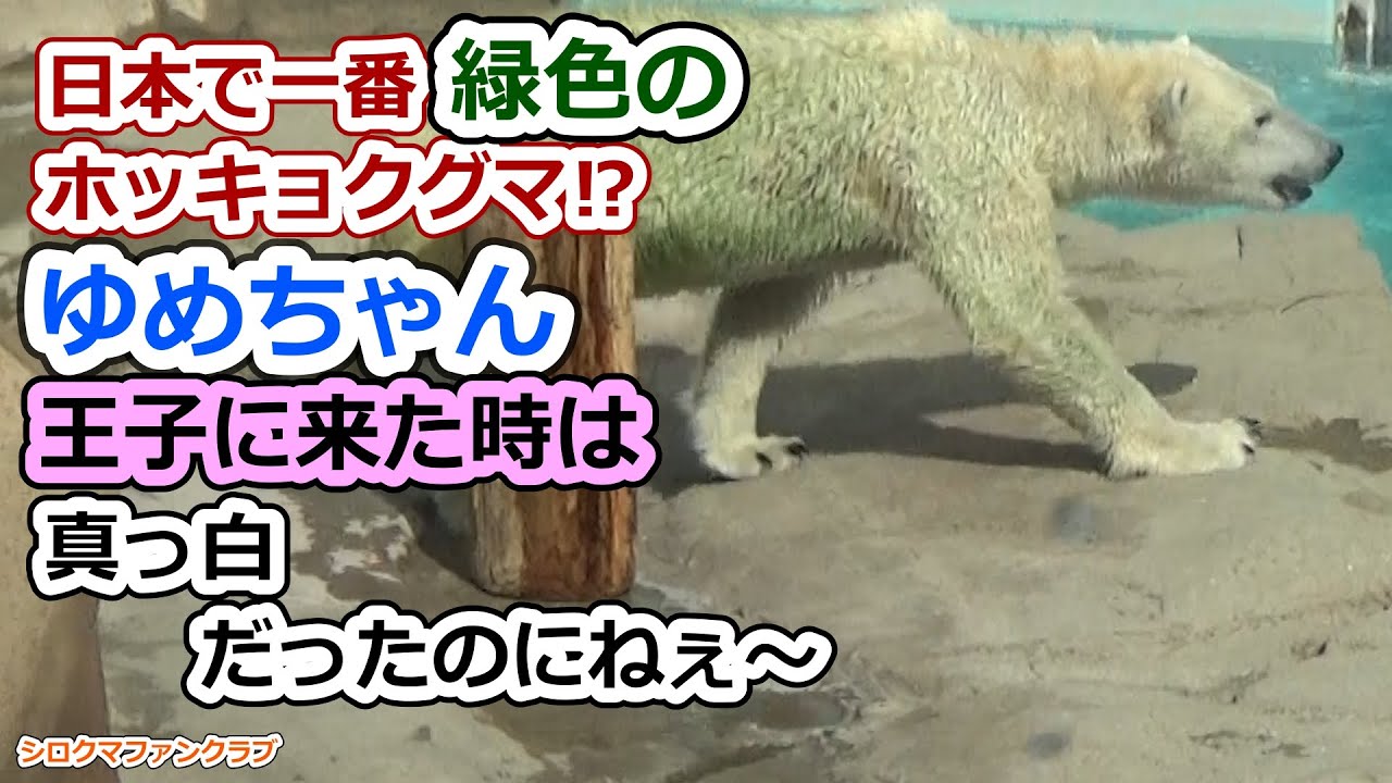日本で一番緑色のホッキョクグマ💗ゆめちゃん王子に来た時は真っ白だったのにねぇ～【王子動物園】