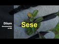 Sese Sida Alnifolia Part 1 Sese Sida Alnifolia Part 1