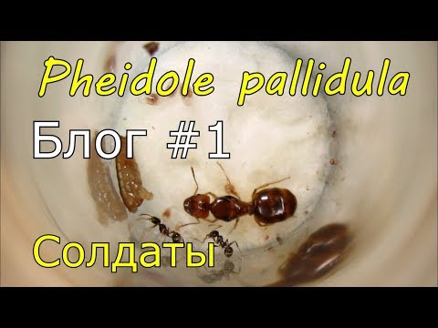 Видео: Блог #1. Pheidole pallidula, солдаты