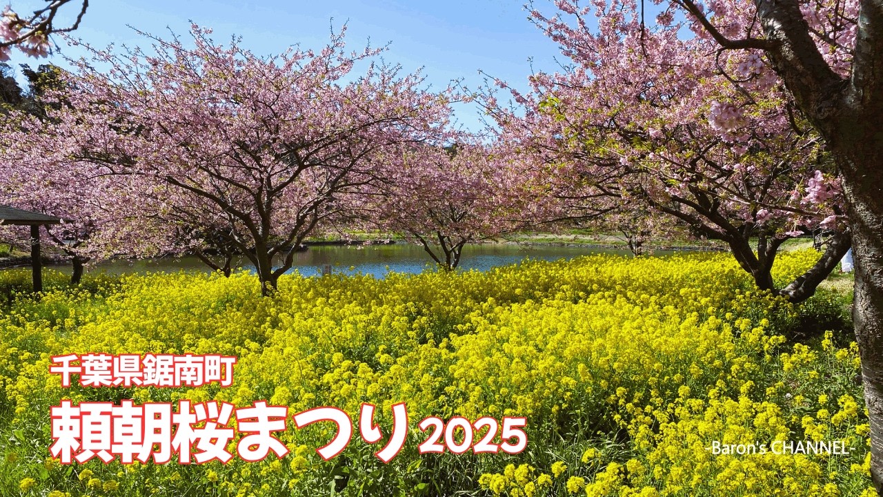 頼朝桜まつり 2025（千葉県鋸南町）2025年3月10日 #河津桜 #菜の花