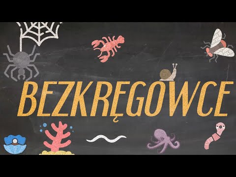 Jak powtórzyć bezkręgowce? Metoda fiszek na przykładzie bezkręgowców!