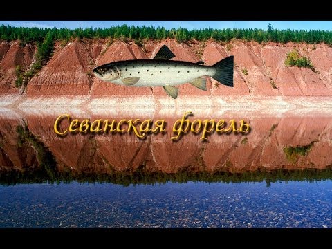 рыбалка 3 верхняя тунгуска севанская форель