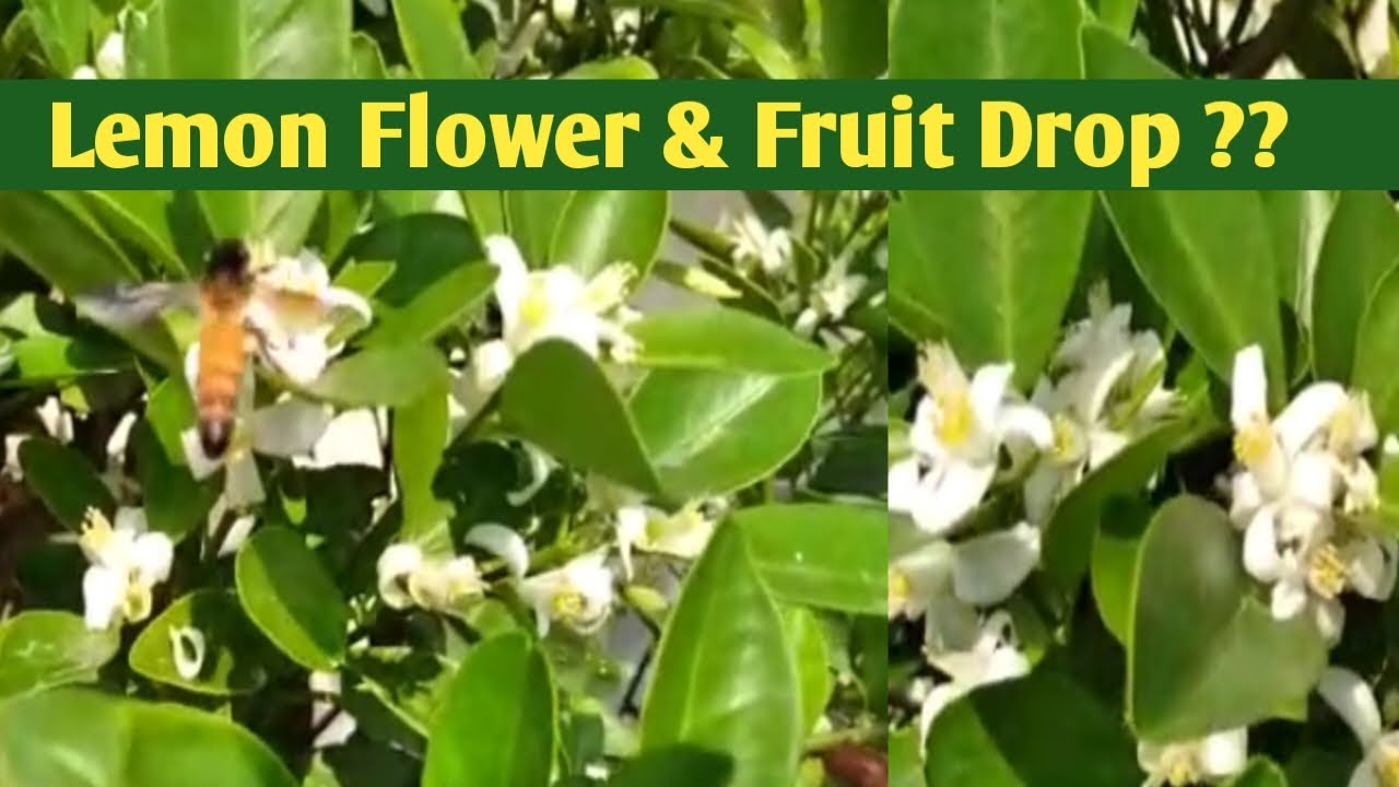 Lemon flower & fruit dropping problen & solution How to get maximum