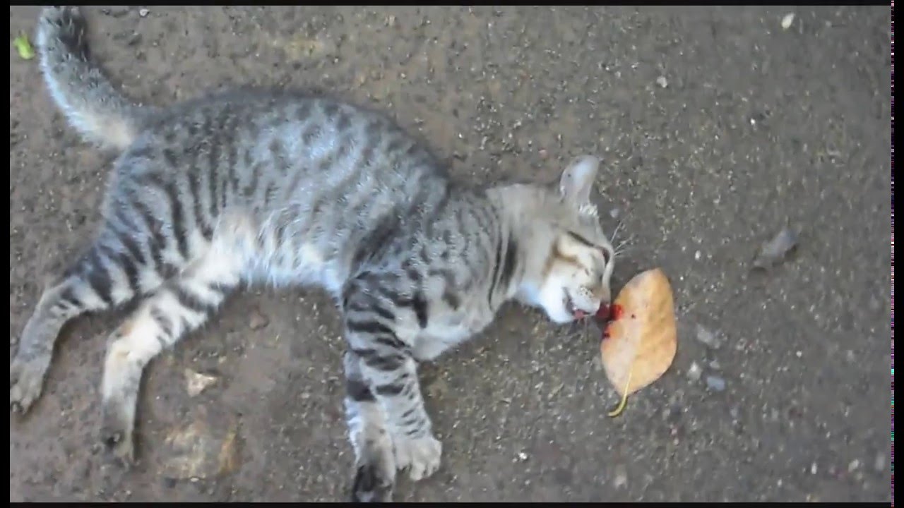 Cat Die In Road Accident Esk Tv Youtube