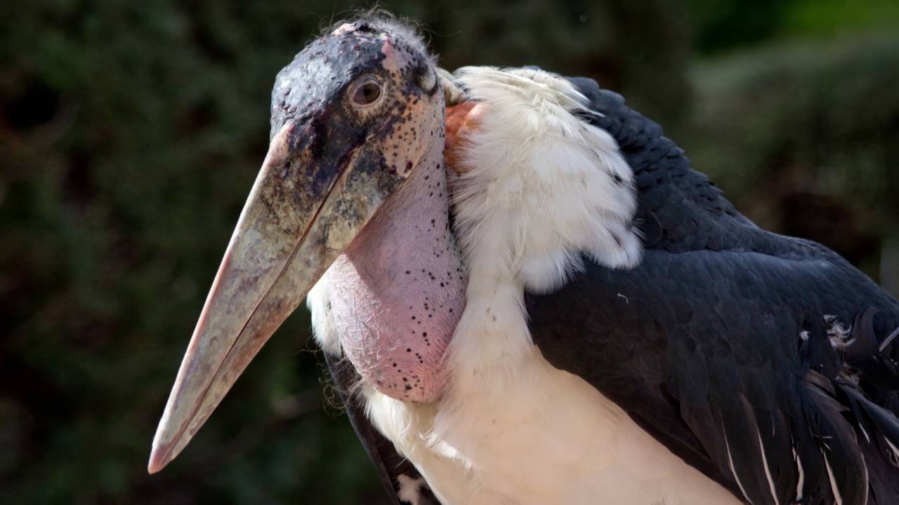 Vögel im Zoo von Duisburg