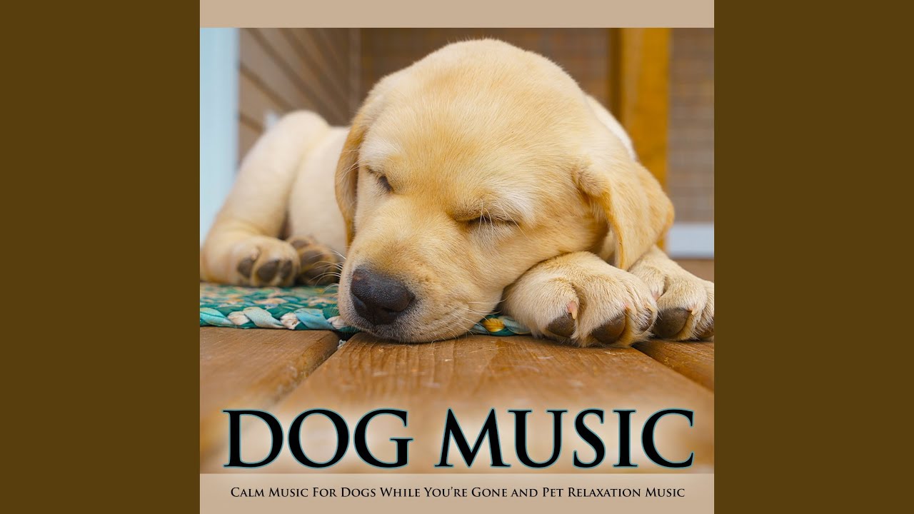 Sleeping Music For Dogs YouTube