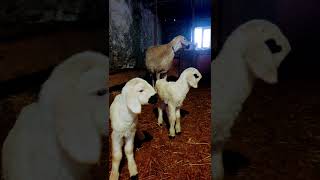 Sürüler İçinde Sürmeli Koyun Resimi