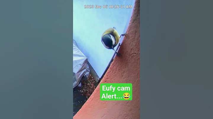 Eufy camera alerted of an intruder... #shorts #fyp #alert #security #eufycam