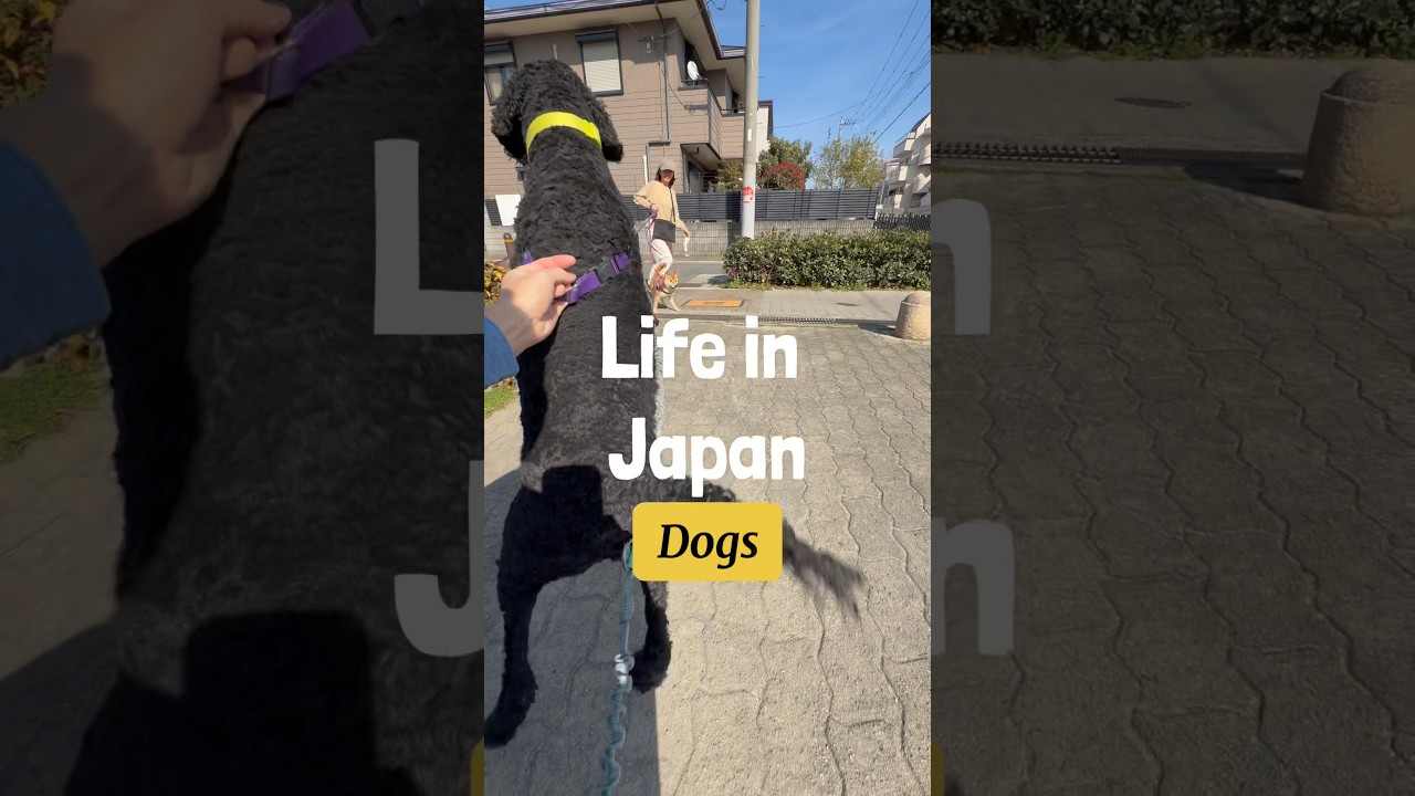 A glimpse into life with a dog here in Japan. #japanlife #dogtravel #movetojapan