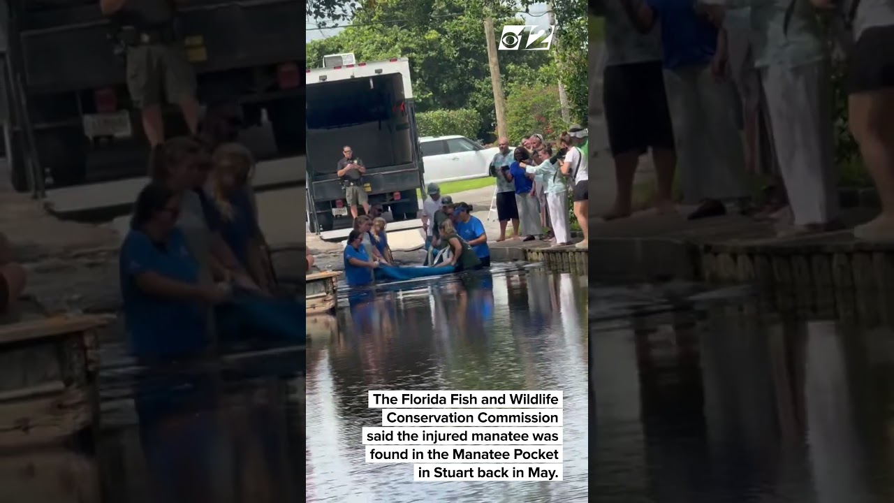 Manatee injured by boat propeller returns to Treasure Coast waters