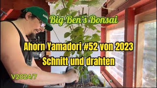 Big Ben‘s Bonsai V2024/7 Ahorn Yamadori #52 von 2023 Schnitt und drahten