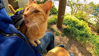 猫島でベンチに座ったら猫が次々と膝の上に乗ってきて大変な事に