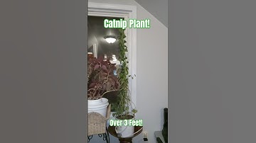 Over 3feet catnip plant! #life #cats #plants #nature #pets #usa @shugapantz8743