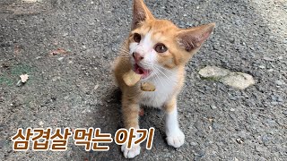사람 손탄 아기고양이 삼겹살을 먹고있어요(길고양이) Feeding Baby Cats