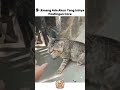 Kucing Kalau Lagi Random Be Like 😭 #ngakakcore
