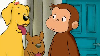 I cani amici di George  🐵 Curioso Come George 🐵 Cartoni per Bambini