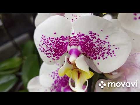 21.02.2023г.ОРХИДЕИ В САДОВОМ ЦЕНТРЕ ЭПИЦЕНТРА г. ДНЕПРА! ПРИТОРИЯ,КАССИЯ,БИГ ЛИПЫ и др.