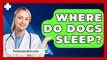 Where Do Dogs Sleep? - PetGuide360.com