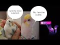 Names of my bird's. (MUST WATCH).
