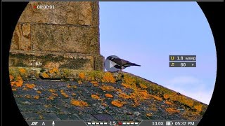 DNT Zulus V2 - ZHD5-20R footage over 1000 yards! 60 yards Wood Pigeon   Awesome!