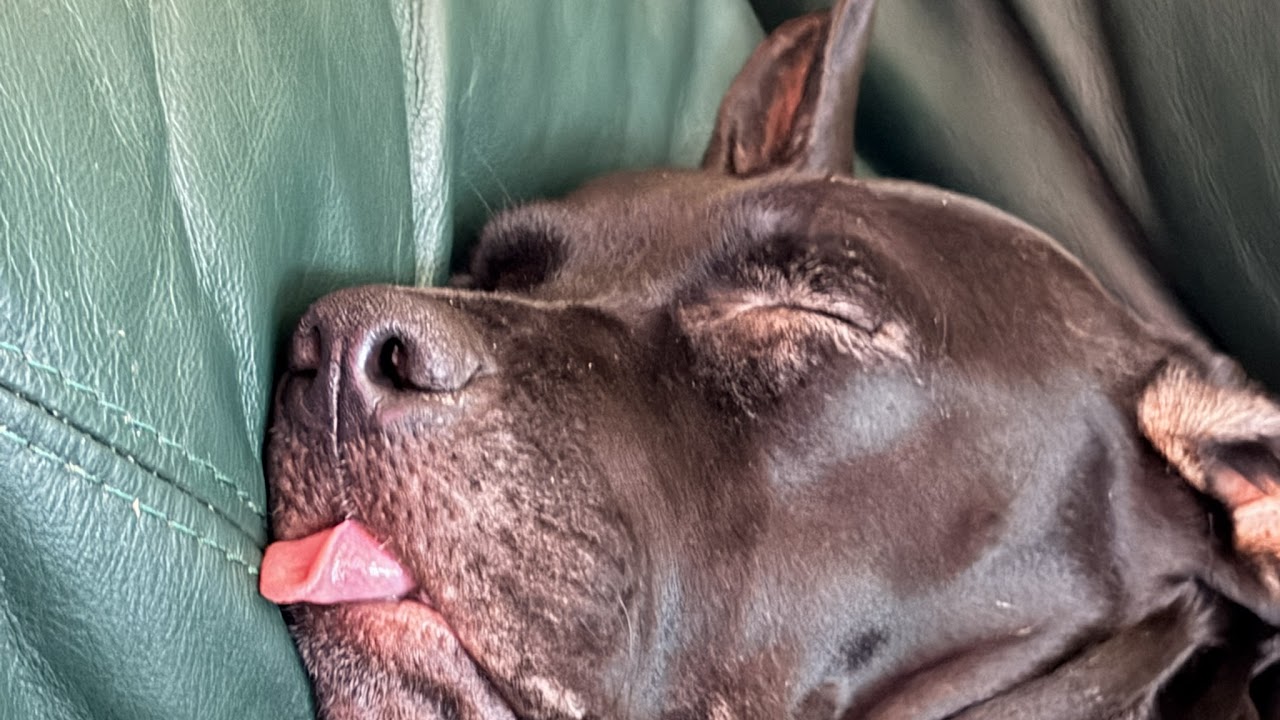 Resident_Evil9_requiem