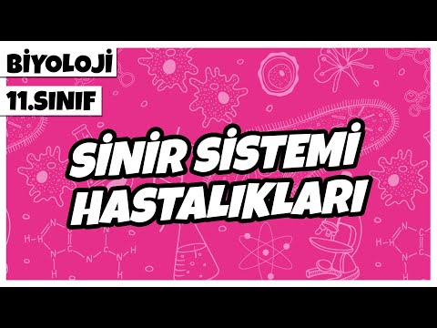 11. Sınıf Biyoloji - Sinir Sistemi Hastalıkları | 2022