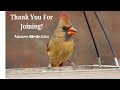 |BirdFeeder Livestream (BirdOasis) | 📍Hoover, AL | CHill And Watch Birds 🐦🍴
