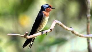 Pacific Swallow.AVI
