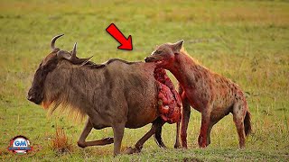 PERTEMPURAN !!! Hyena Menyerang Rusa Kutub Dengan Brutal || Predator Berburu Mangsanya Di Alam Liar