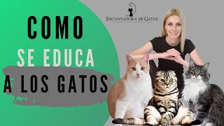 CÓMO SE EDUCA A UN GATO CORRECTAMENTE | Encantadora de Gatos