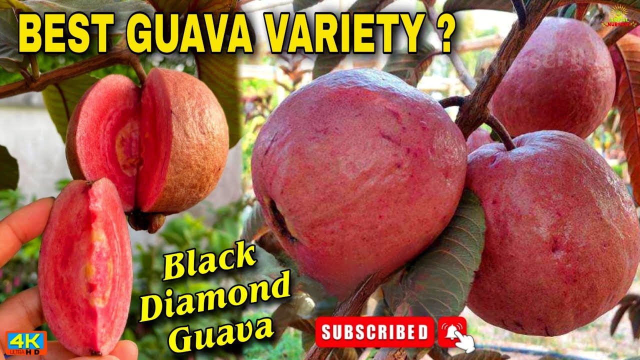 Black Diamond Guava(Dang Ayothia 3 guava)new Guava Variety Contact:9734307077