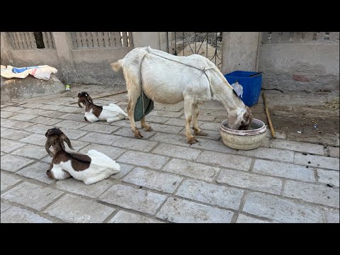 مشهد الغروب في قريتنا مع جمال الماعز وعجول الأبقار