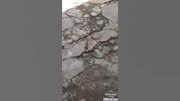 Cuộc chiến - Rắn mối và Rết