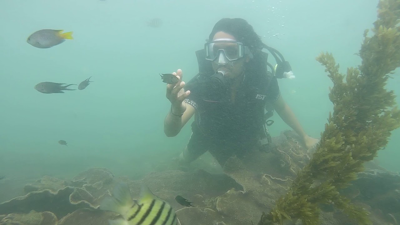 Chivla beach scuba diving malvan YouTube