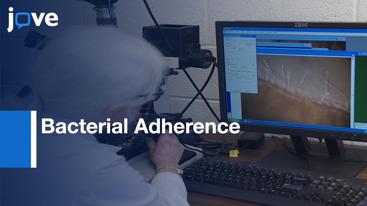 Bacterial Adherence to Plant Surfaces | Protocol Preview