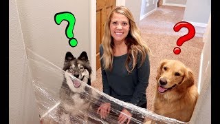 Husky \& Golden Retriever Reaction to Invisible Challenge!