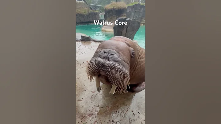 Walrus Core #animalshorts #animals #cuteanimals #walrus #walruses