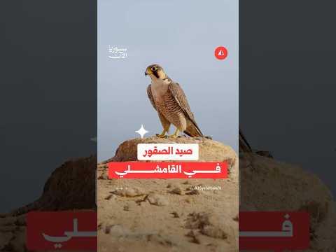 صيد الصقور في القامشلي