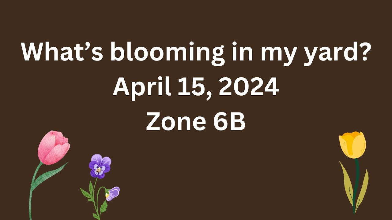 What’s blooming in my yard April 15, 2024 Zone 6B - YouTube