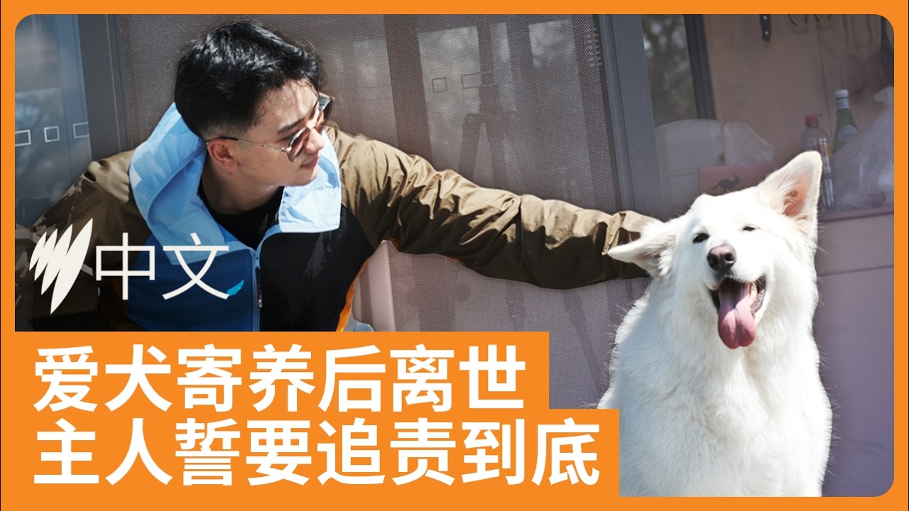 4岁爱犬寄养时突然离世 ，主人追责“不想爱犬死的不明不白” | SBS中文