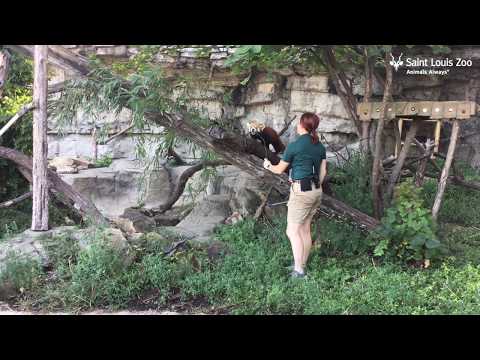 Meet Red Pandas, Pete and Izzy at the Saint Louis Zoo