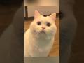 猫の散歩をサボったらダメな理由